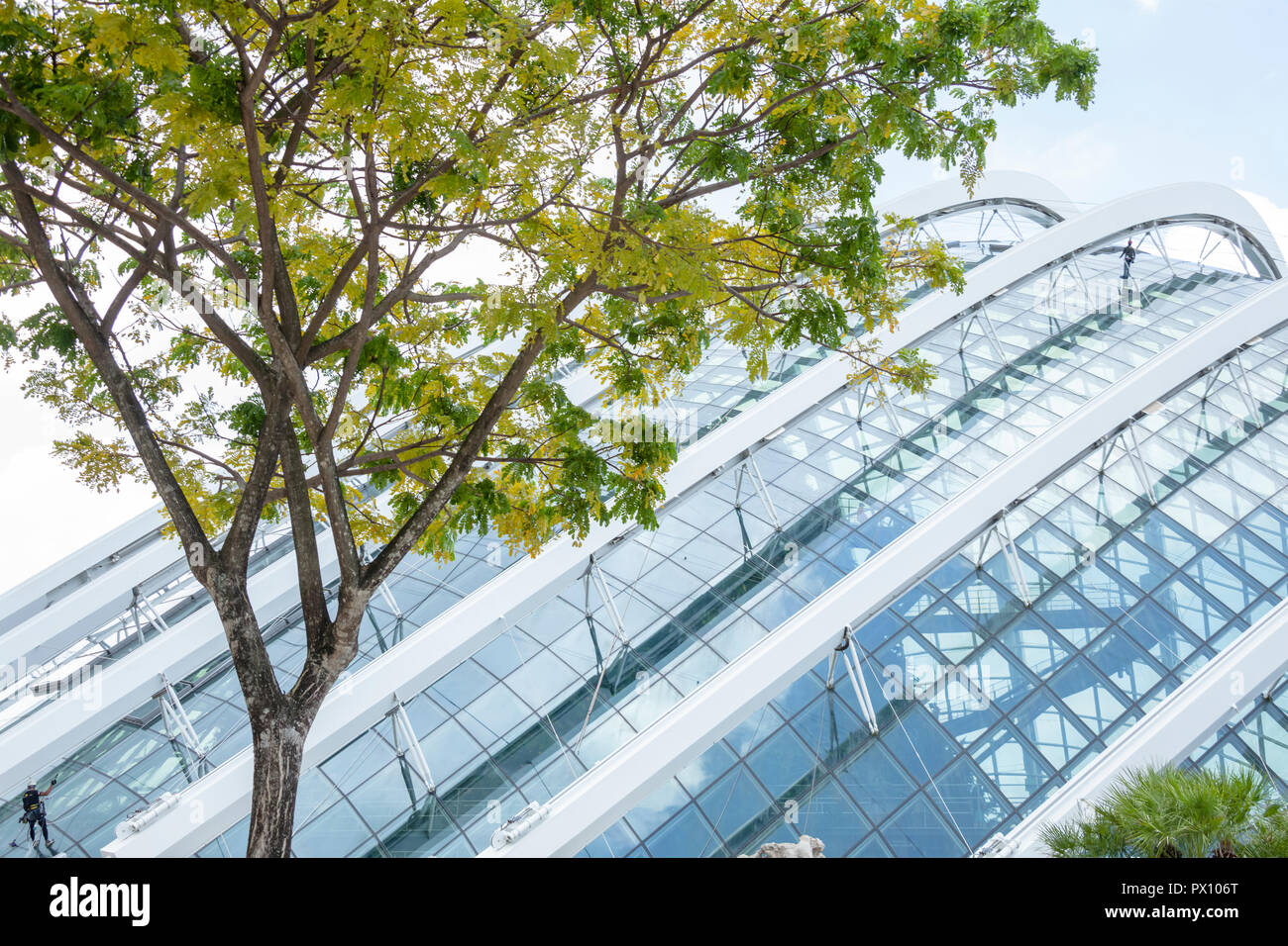 Reinigung der Außenfassade im Nebelwald, Gärten und der Bucht von Singapur Stockfoto