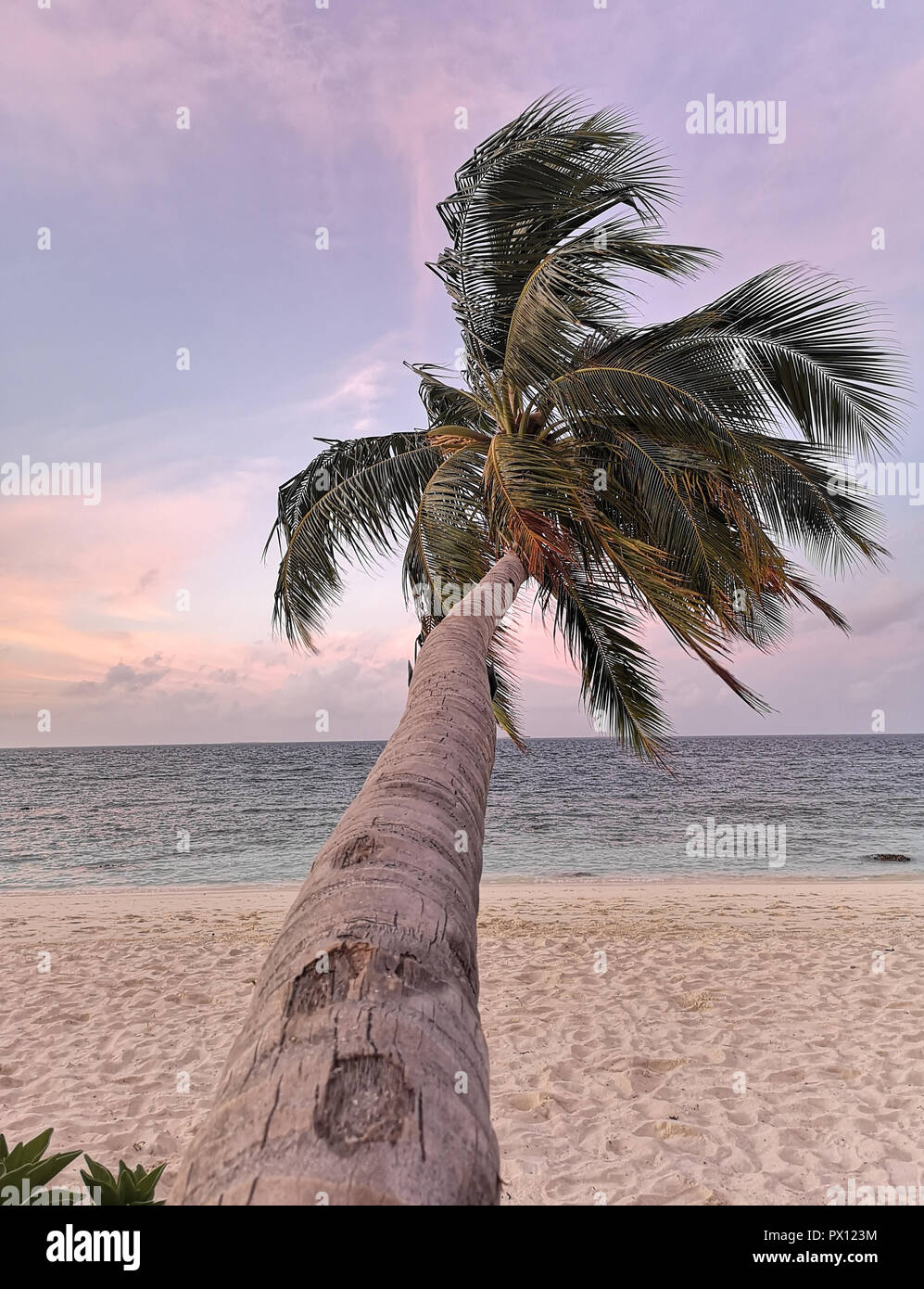 Schiefen Palmen bei Sonnenuntergang Raa Atoll Insel der Malediven. Stockfoto