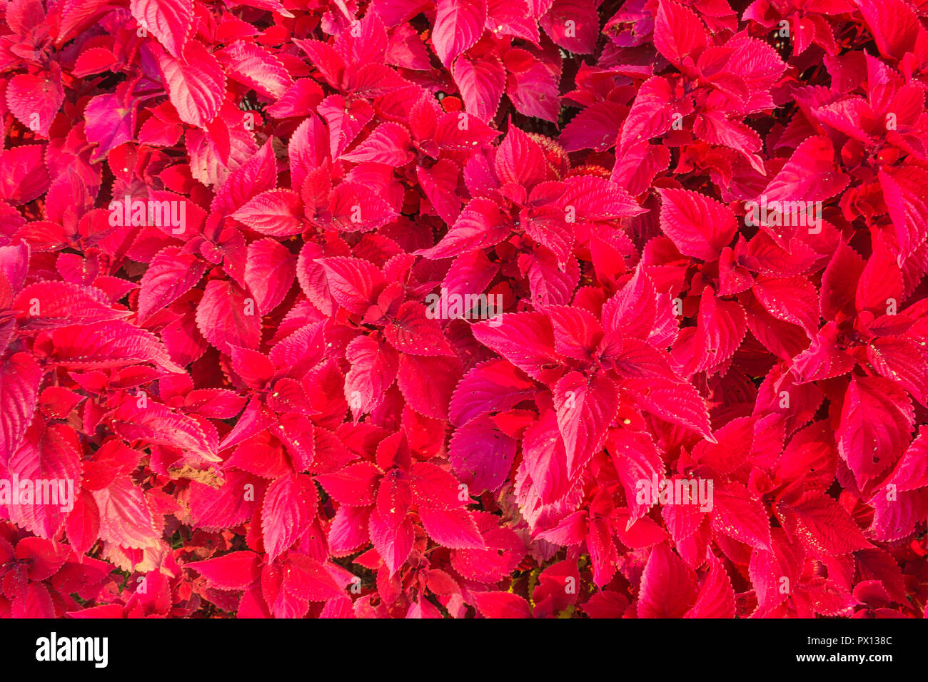 Nahaufnahme der Blätter der Pflanze Coleus von roter Farbe Stockfoto