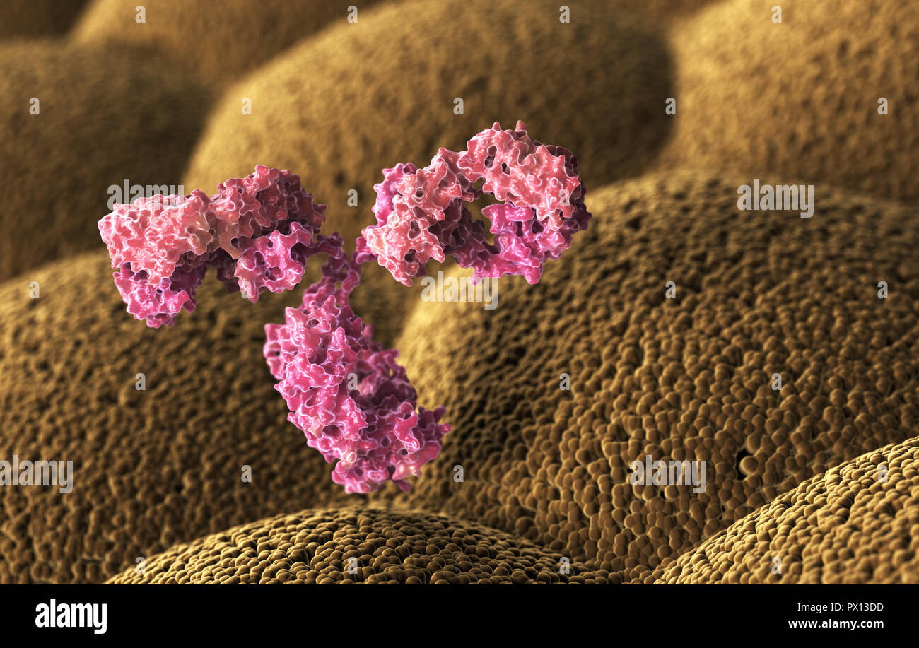 Menschliche Antikörper (Immunglobuline). 3D-Darstellung Stockfoto