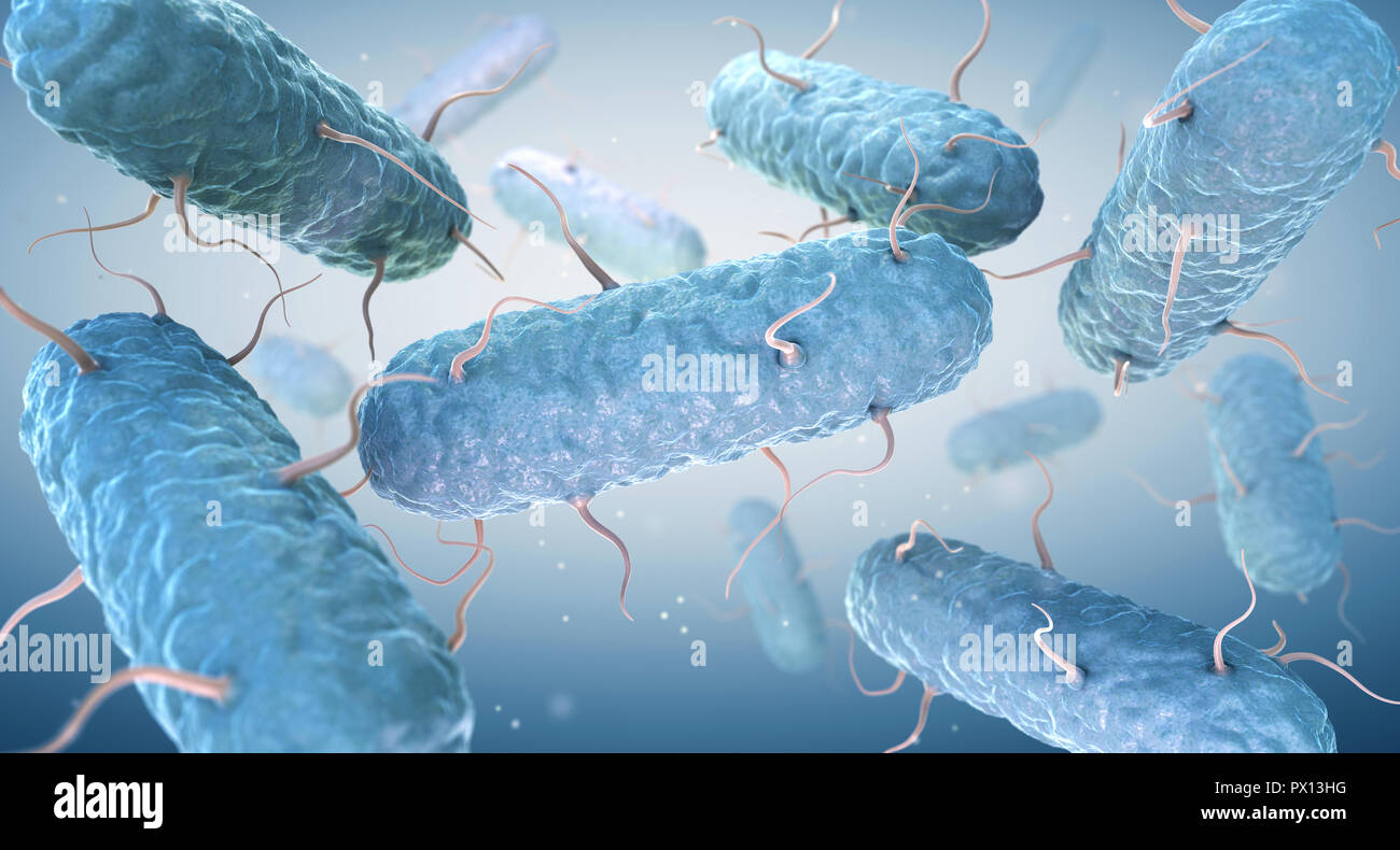 Enterobakterien. Enterobakterien sind eine große Familie von Gram-negativen Bakterien. 3D-Darstellung Stockfoto