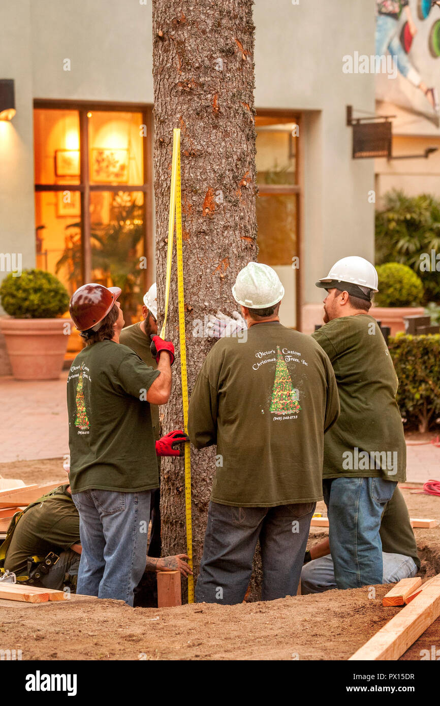 Ein Weihnachtsbaum Arbeit Mannschaft misst den Baumstumpf Weihnachtsbaum durch einen Kran gehalten, wie es in einer Newport Beach, CA, Luxus Shopping Mall installiert ist. Stockfoto