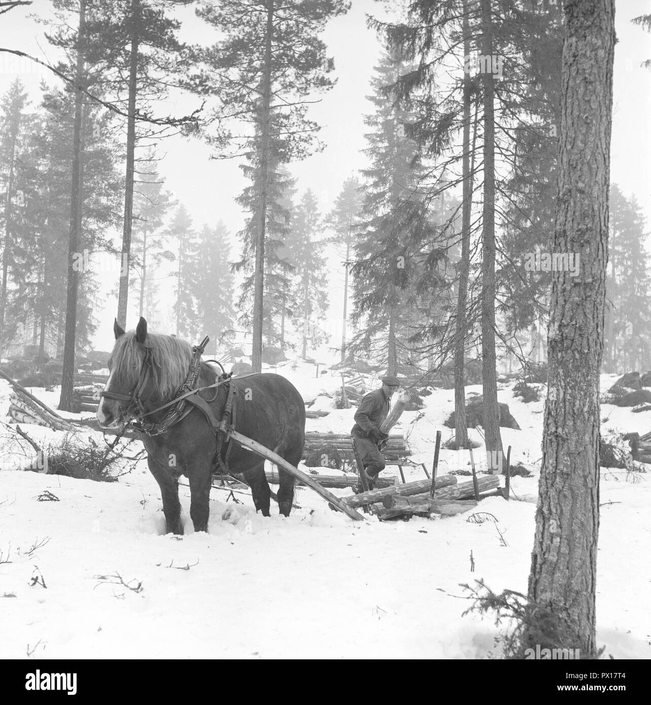 Arbeiten im Wald in den 1950er Jahren. Ein Mann arbeitet in seinem Wald und schneidet die Bäume auf einem Schlitten zum Transport mit seinem Pferd zu seinem Haus oder das Sägewerk. Schweden März 1959 Stockfoto
