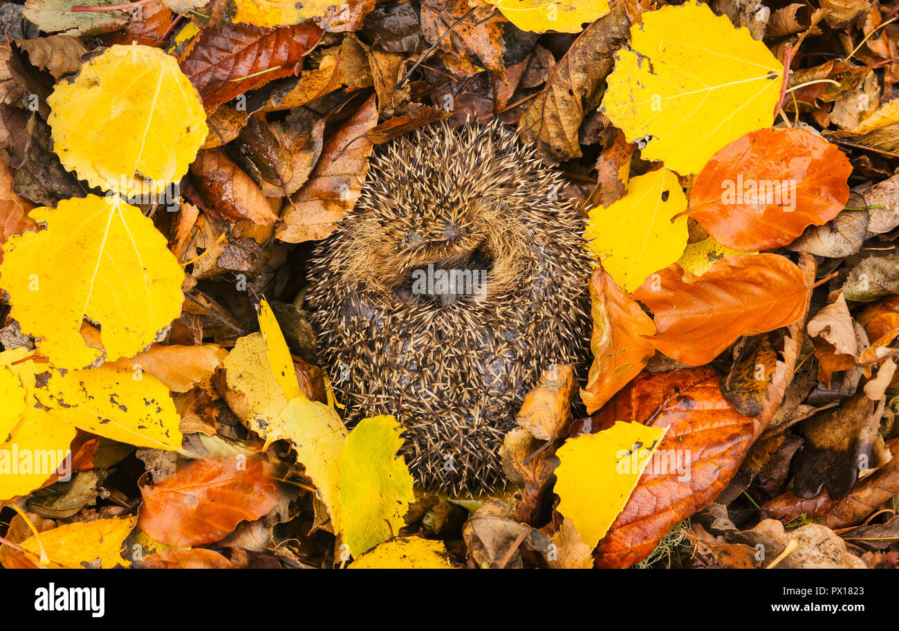 32+ Igel Winterschlaf Nest Bauen, Als dach des igelhauses haben wir