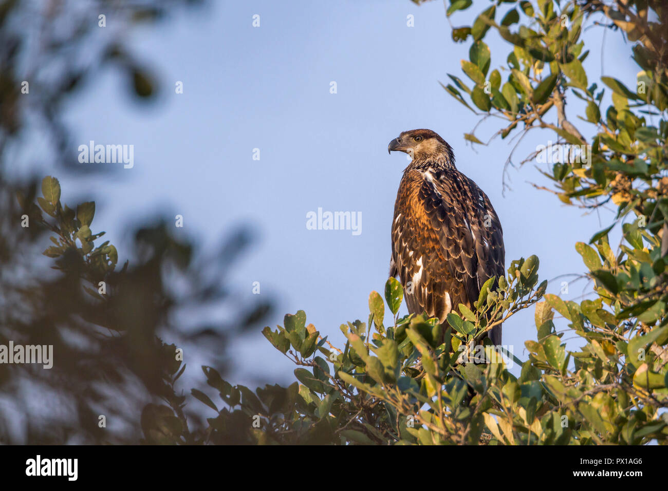 Zwergadler im Krüger Nationalpark, Südafrika; Specie Hieraaetus pennatus Familie Accipitridae Stockfoto