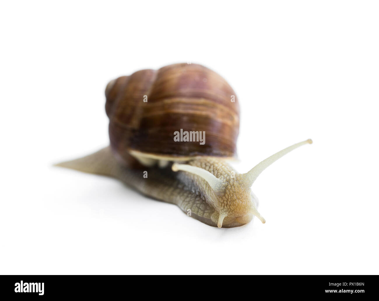 Garten Schnecke isoliert auf weißem Stockfoto