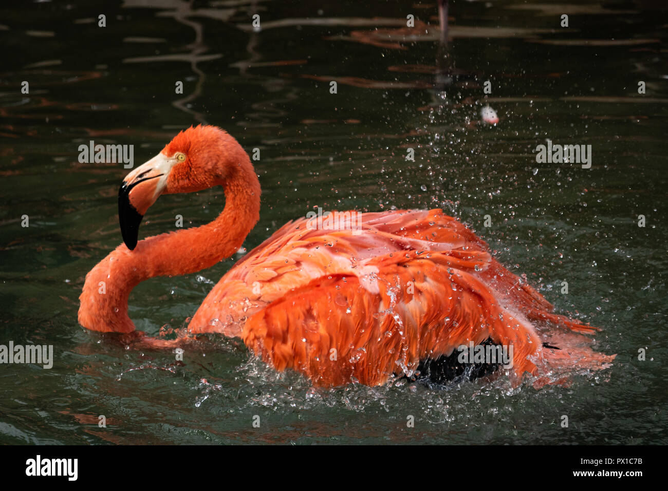 Single Nahaufnahme von einem farbenfrohen Flamingo schütteln Federn in einem Splash von Wassertropfen in einem Teich Stockfoto