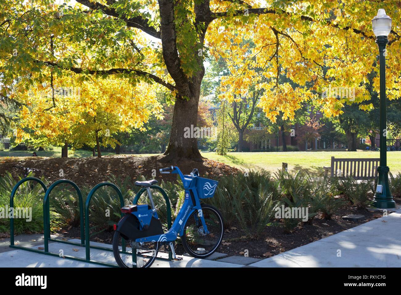 Eine gemeinsame, Gemeinschaft Fahrrad unter einem Baum an der Universität von Oregon in Eugene, OR, USA geparkt. Stockfoto