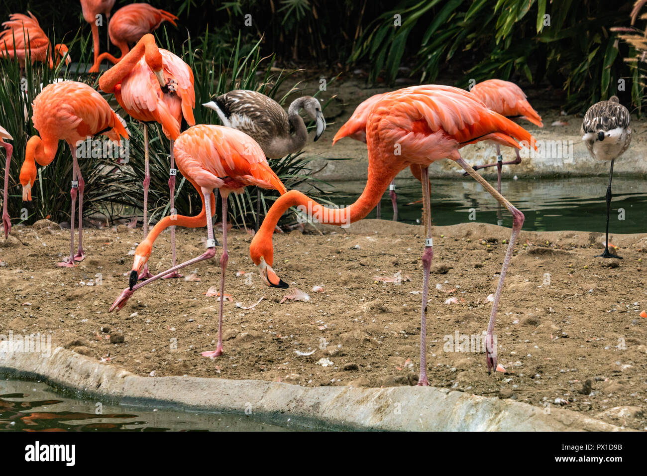 Gruppe von farbigen erwachsenen Flamingos und 2 junge Flamingos neben einem Teich, einige selbst pflegen sind zentrale Flamingo, starrte auf die ... Stockfoto