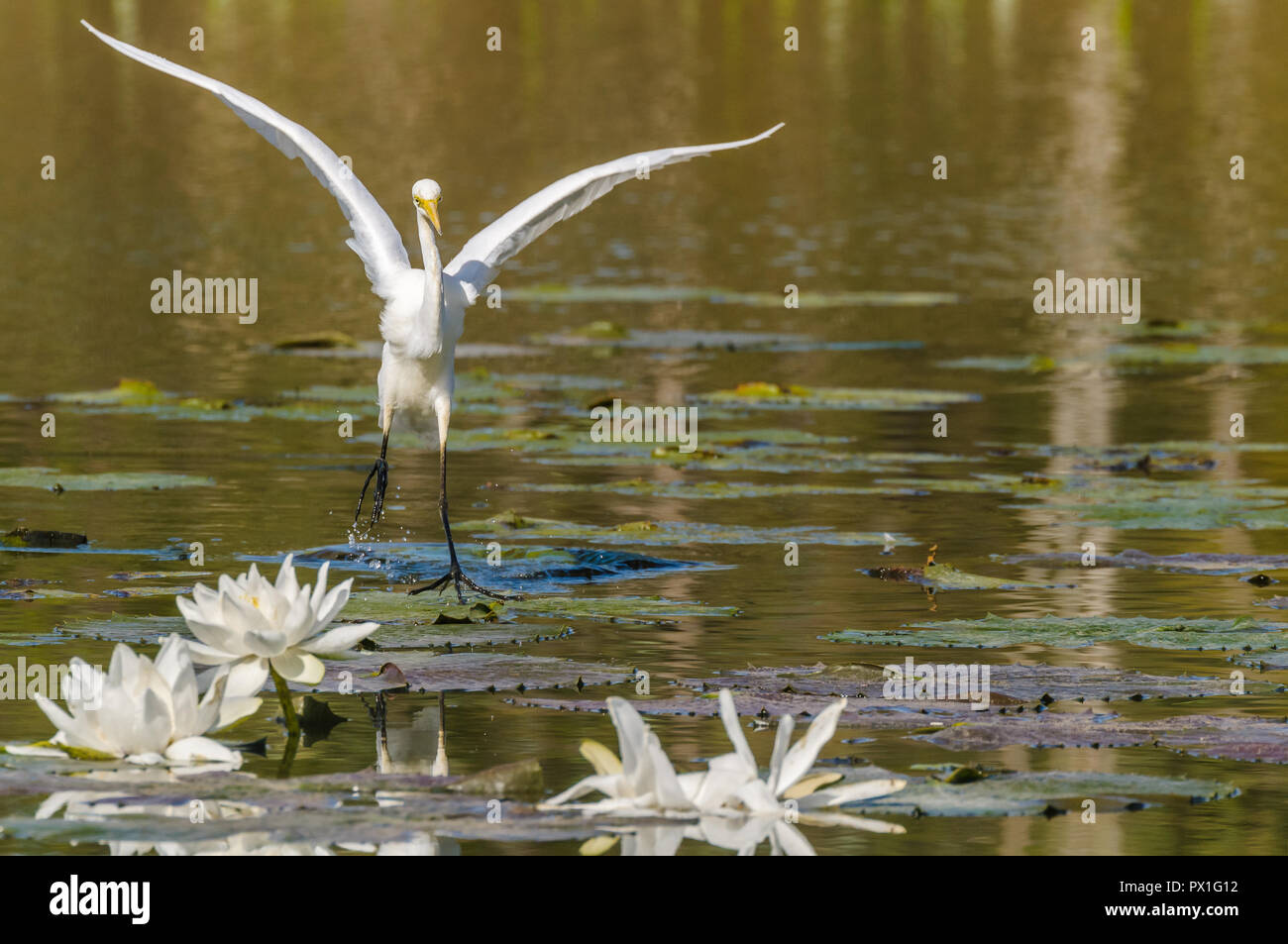 Nicht-Zucht Intermediate Egret schneidigen über offene Wasser und Seerosen herding Schule Fisch vor dem Anschlagen. Stockfoto