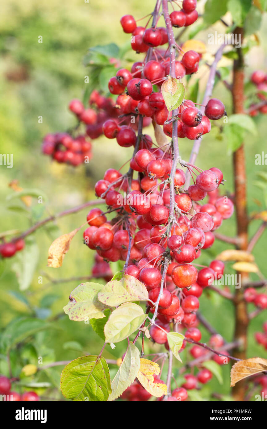 Malus 'Evereste'. Crab Apple Früchte. Stockfoto