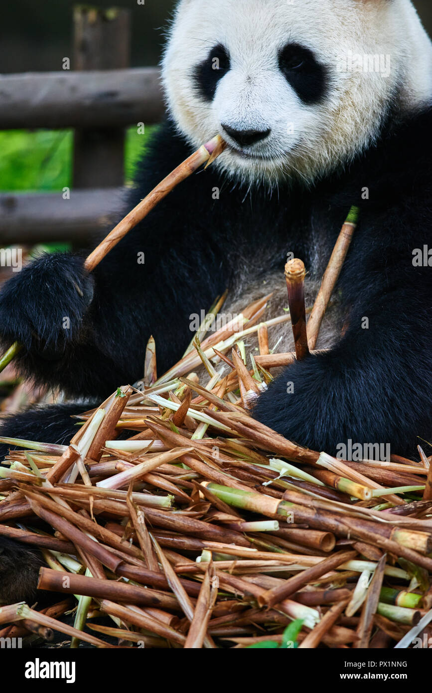 Ein Grosser Pandabar Essen Bambus Wurzeln In Bifengxia Base Finden Sichuan China Stockfotografie Alamy