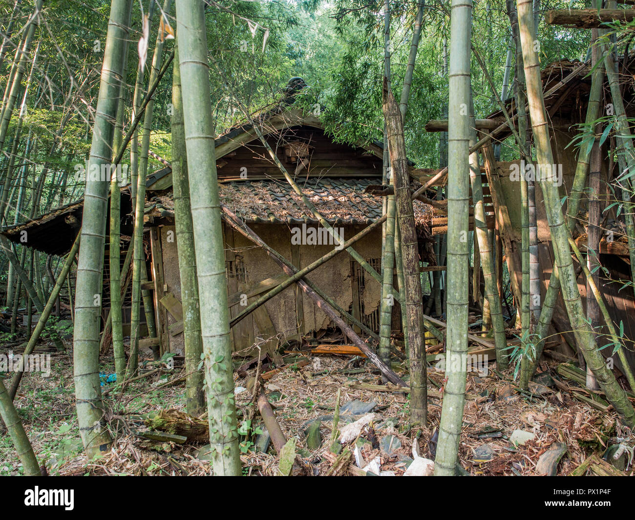 Verlassenen Bauernhaus, Bamboo Grove, Highway 147, Ehime, Shikoku, Japan Stockfoto