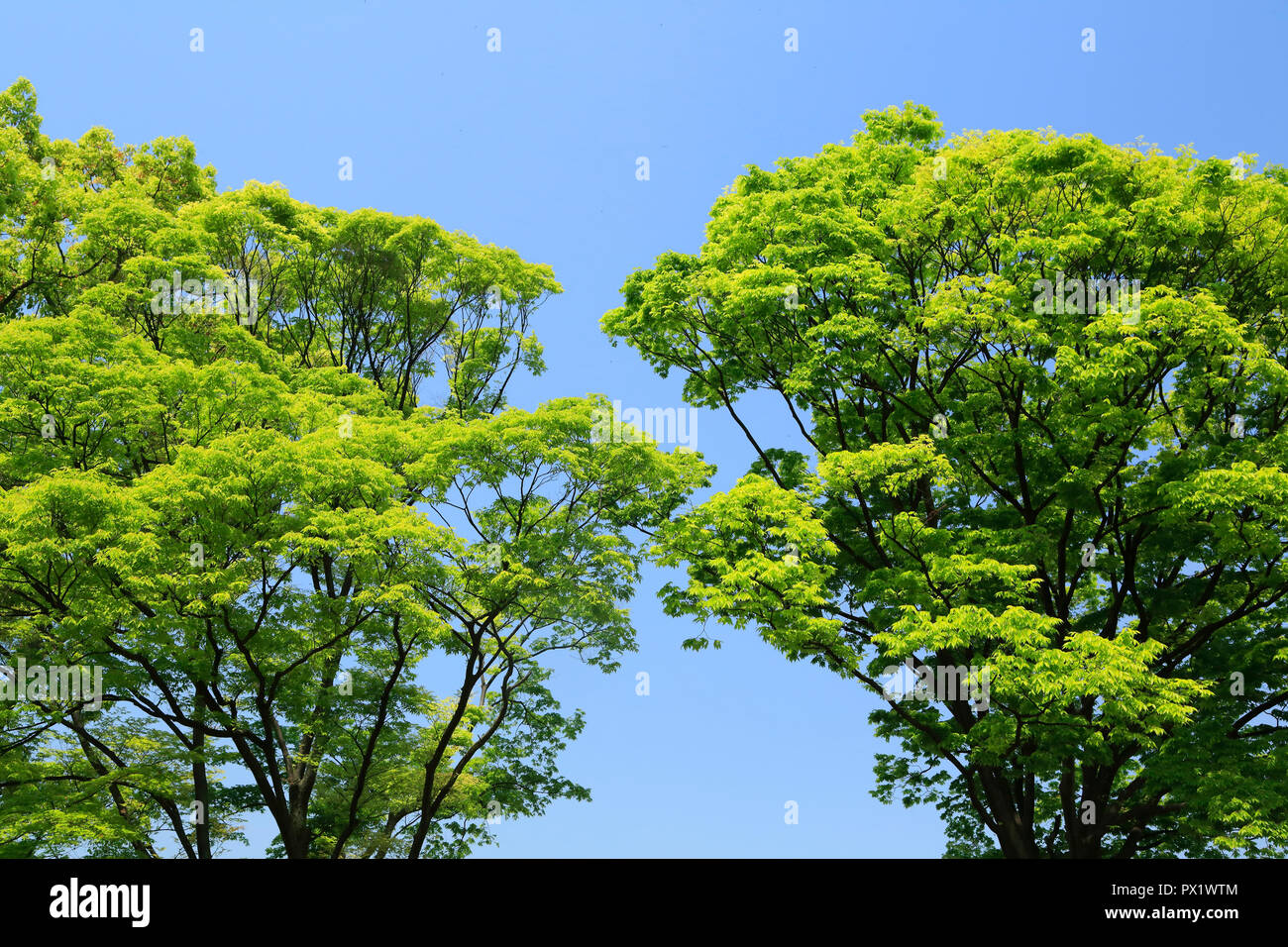 Frisches Grün in Osaka Castle Park Stockfoto