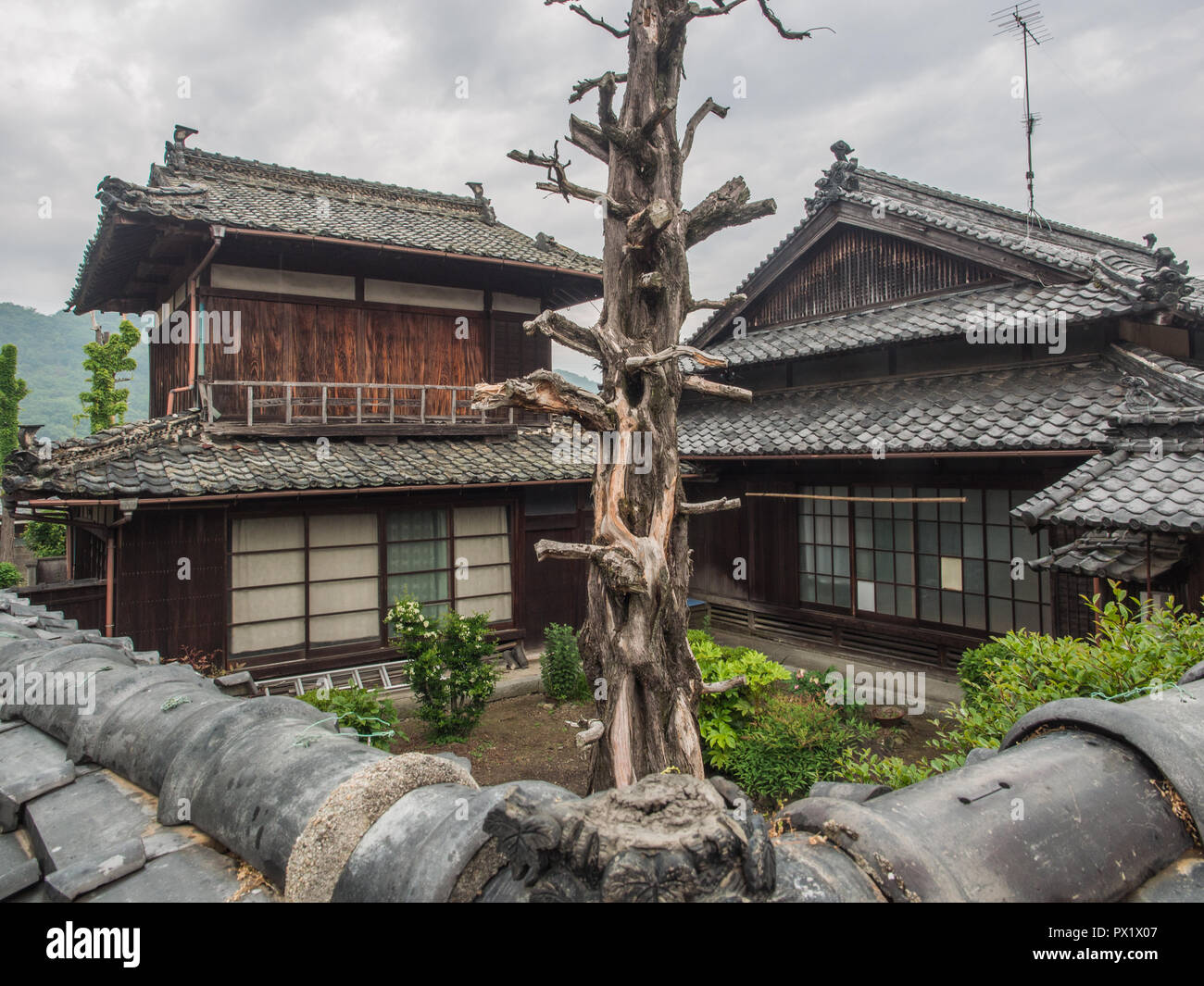 Prunned Baumstamm in Hof, Ziegeldach, traditionellen Haus, Ehime, Shikoku, Japan Stockfoto