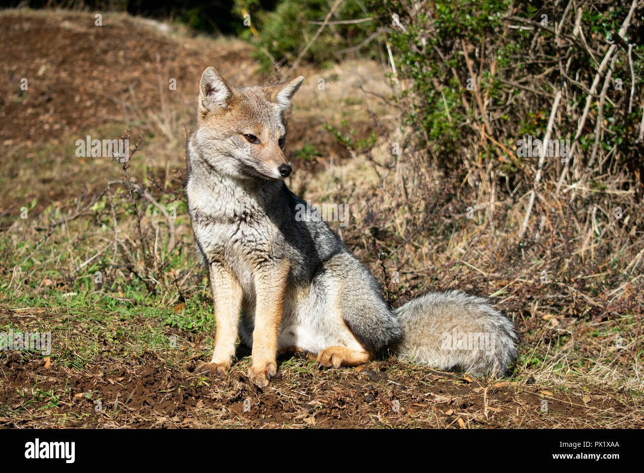 Gray Fox im Santuario El Cañi, Chile Stockfoto