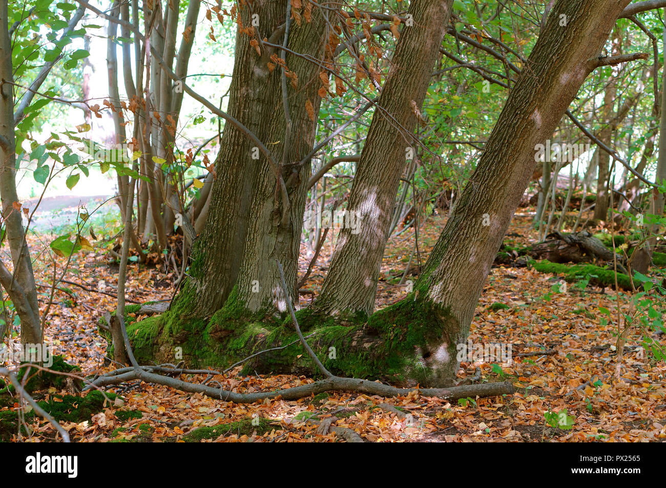 Vier Baumstämme, alte Bäume, Herbst Wald Stockfoto