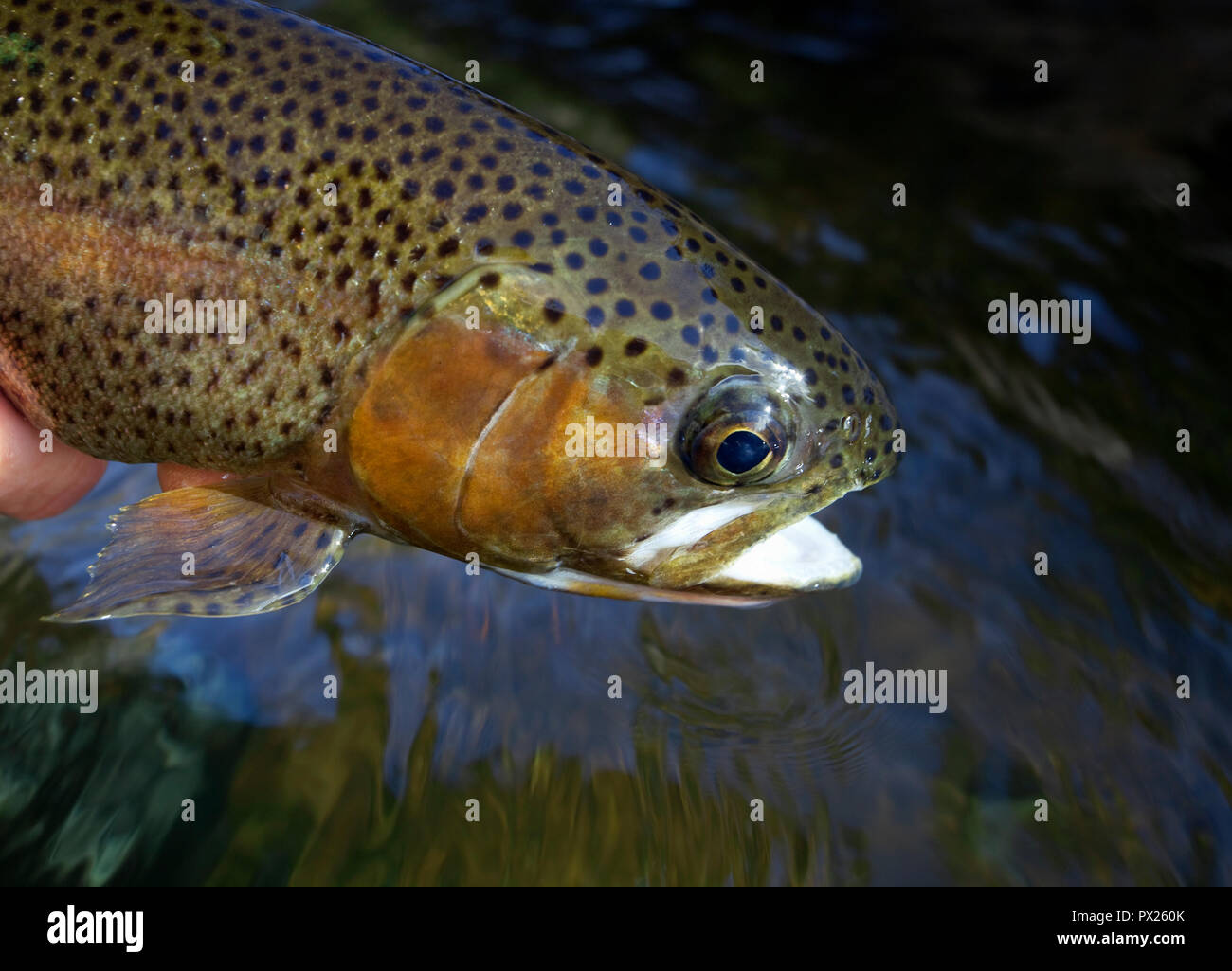 Regenbogen Forellen gefangen, während Fliegenfischen in Colorado, USA Stockfoto