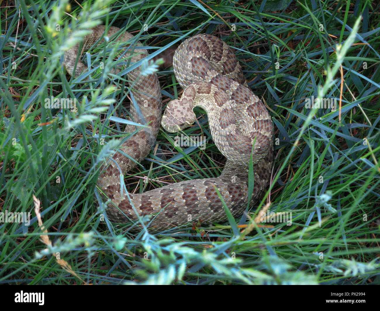Prairie Klapperschlange im Gras neben dem North Platte River in Alcova, Wyoming, USA. Stockfoto