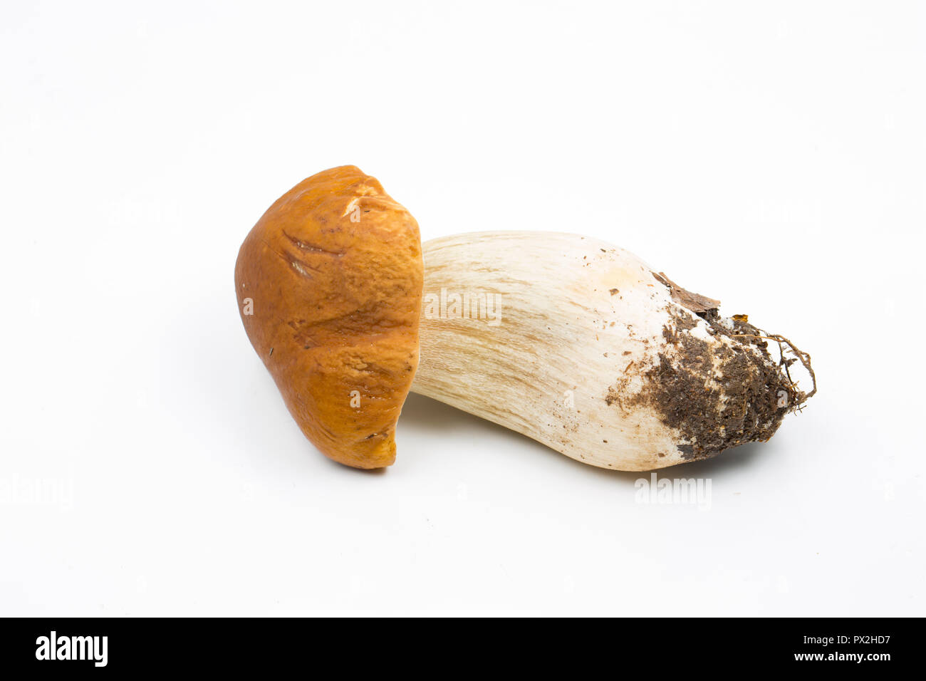 Eine einzelne Boletus edulis Pilz auf einem weißen Hintergrund. Diese Pilze werden auch als ceps, Penny Brötchen oder Steinpilzen bekannt. Dorset England UK GB Stockfoto