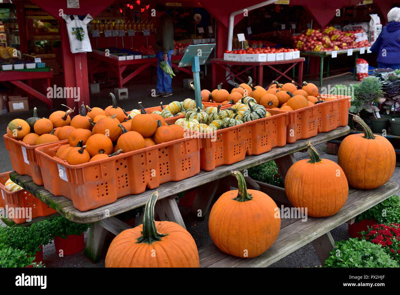 Obst- und Gemüsestand in den USA mit Anzeige der Große und kleine Kürbisse Stockfoto