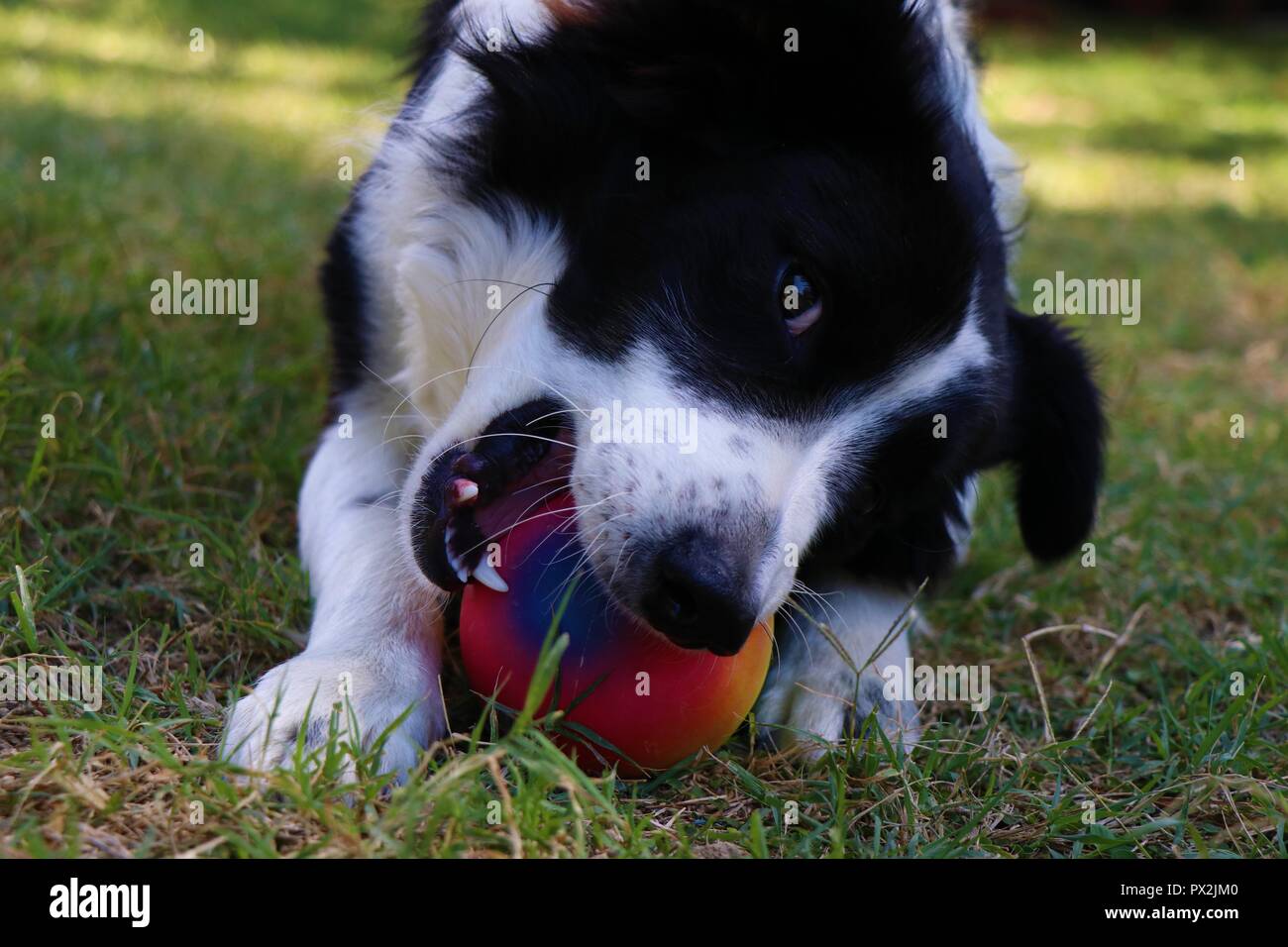 Ein Jahr Border Collie im Garten spielen mit einem Ball. Stockfoto