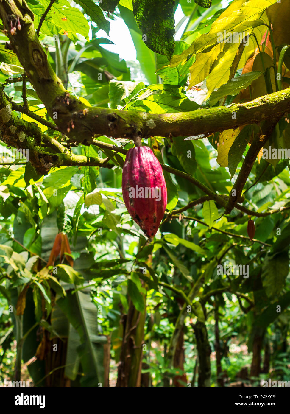 Kakaofrucht im Baum Stockfoto