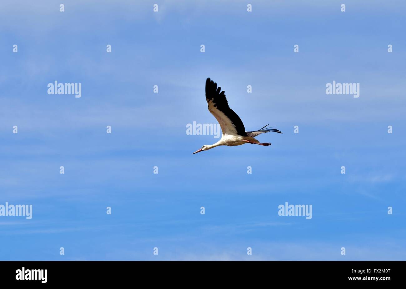 Ein Weißstorch, Ciconia ciconia, Migration über die Maltesischen Inseln. Vogel im Flug, Flügel und Hals ausgestreckt, Fliegen im klaren, blauen Morgenhimmel. Stockfoto Ein Weißstorch, Ciconia ciconia, Migration über die Maltesischen Inseln. Vogel im Flug, Flügel und Hals ausgestreckt, Fliegen im klaren, blauen Morgenhimmel. Stockfoto