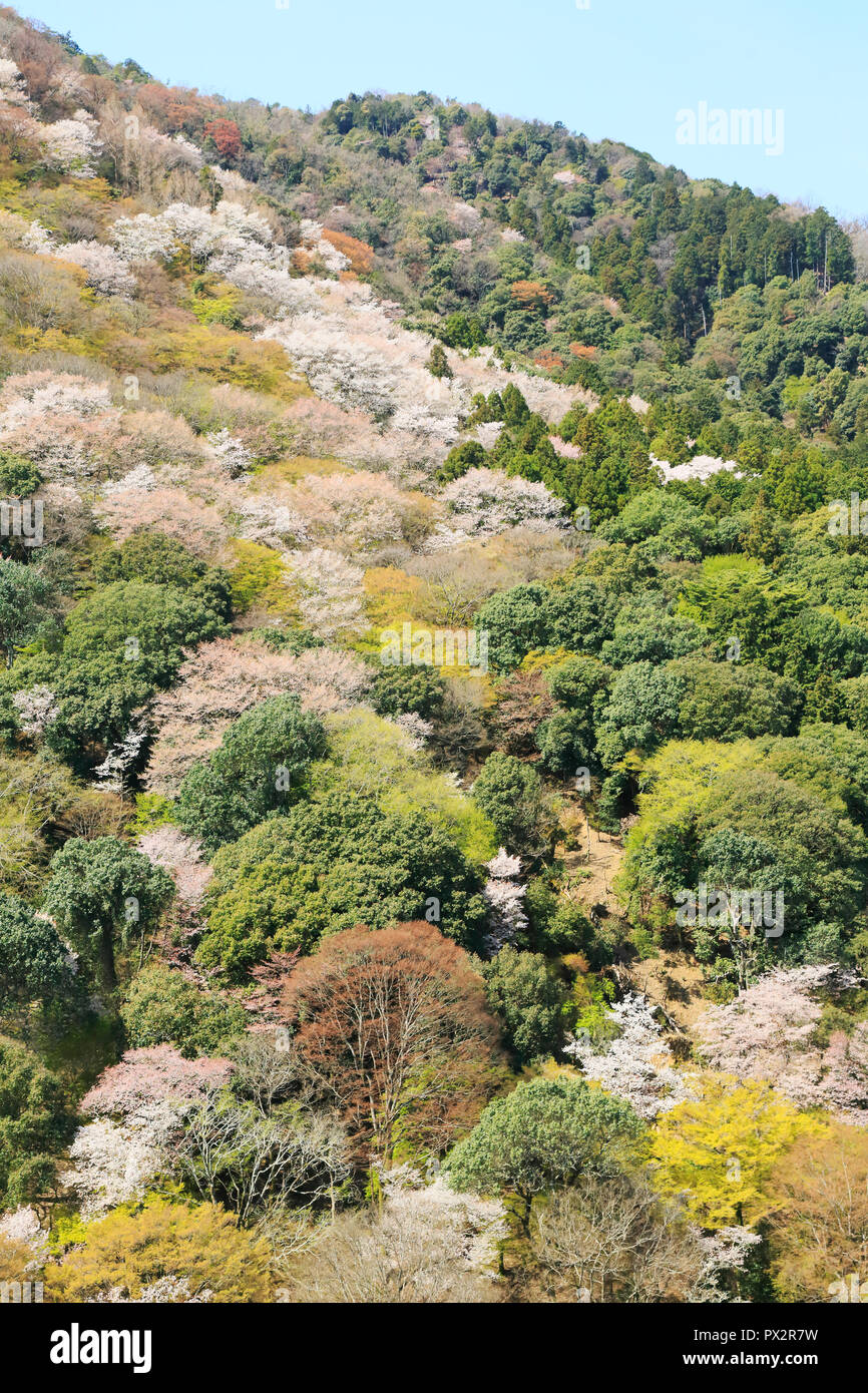 Kirschblüte in Kyoto Arashiyama Stockfoto