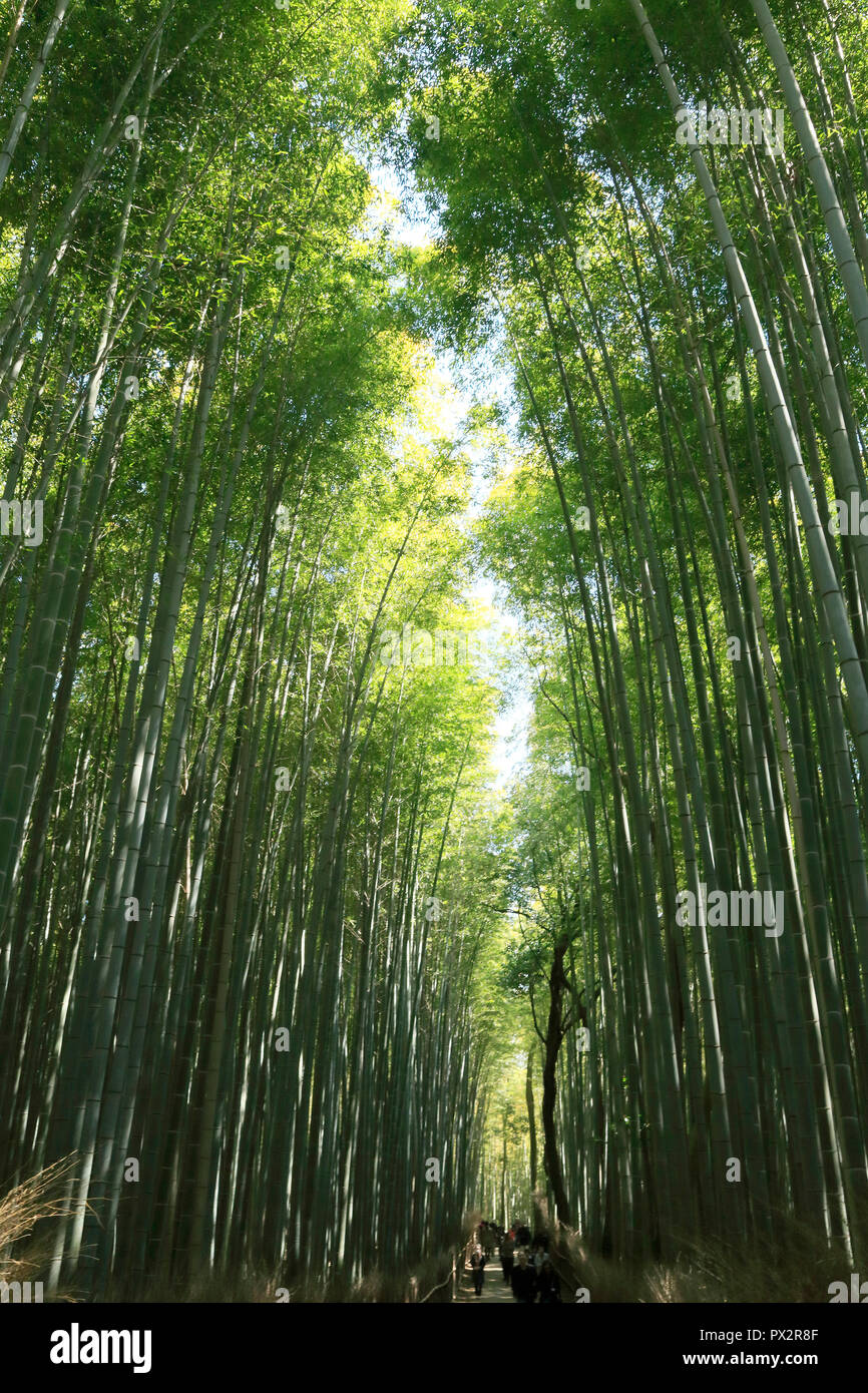 Bamboo Grove von arashiyama in Kyoto. Stockfoto