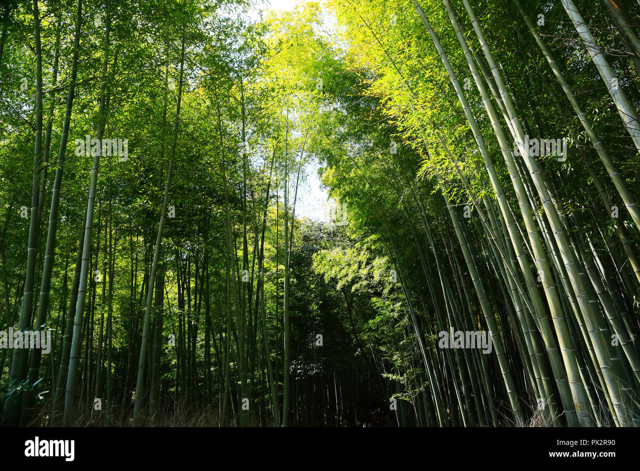 Bamboo Grove von arashiyama in Kyoto. Stockfoto