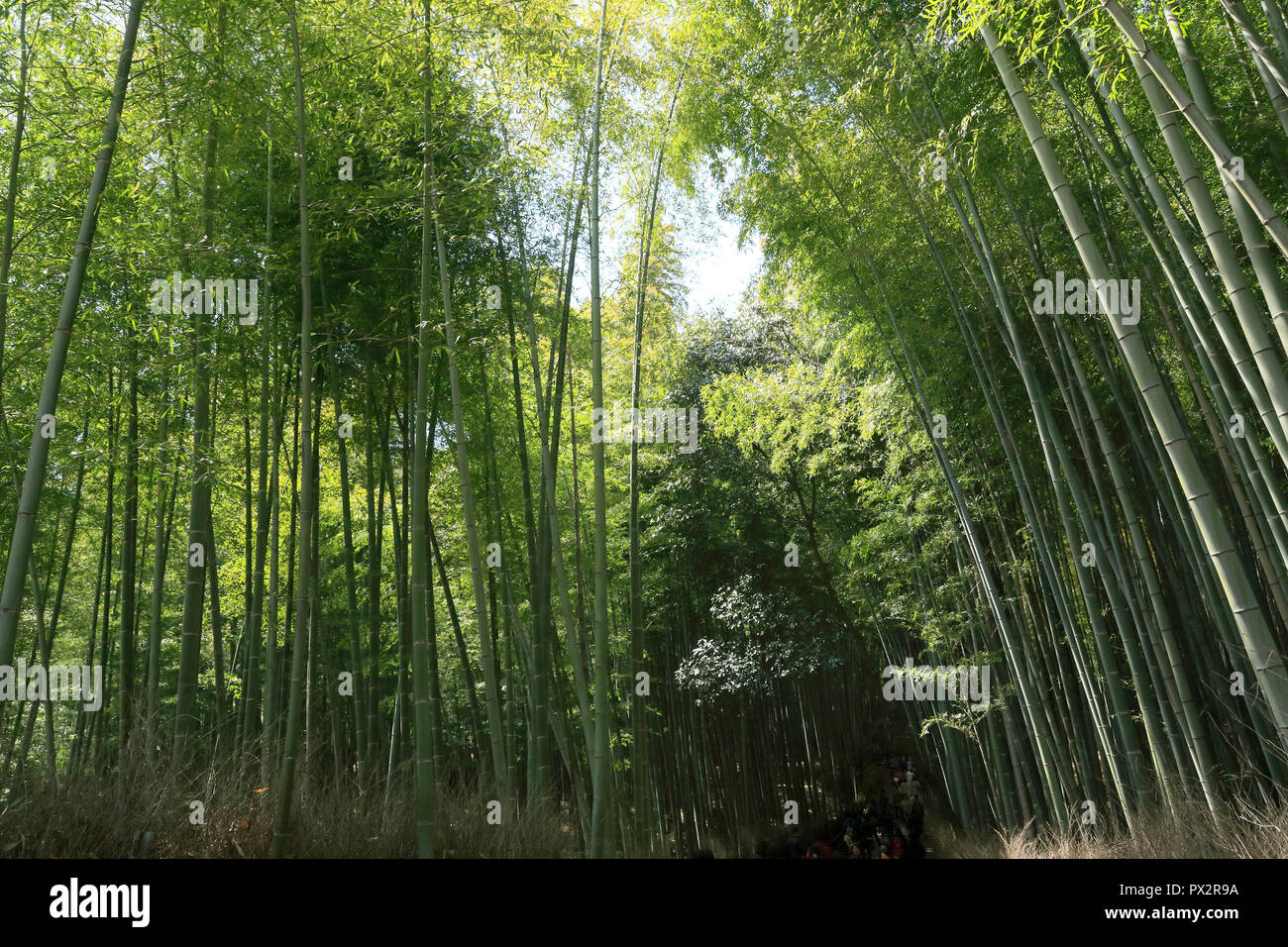 Bamboo Grove von arashiyama in Kyoto. Stockfoto