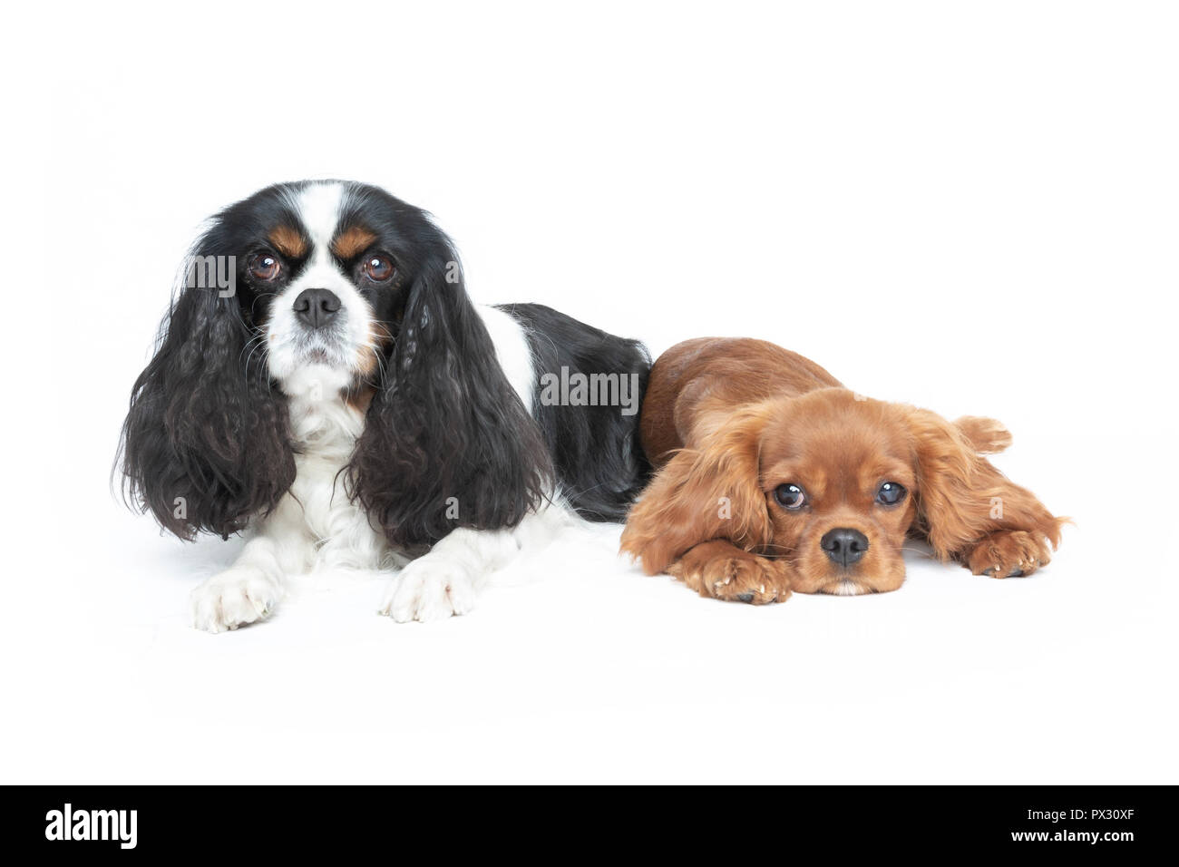 Zwei schöne Spaniels auf weißem Hintergrund Stockfoto