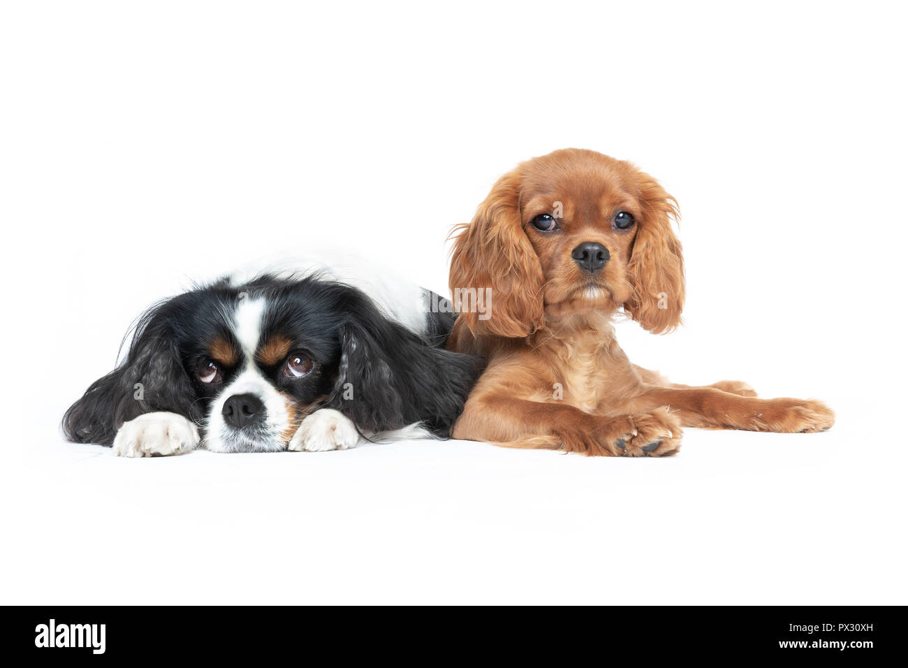Zwei schöne Spaniels auf weißem Hintergrund Stockfoto