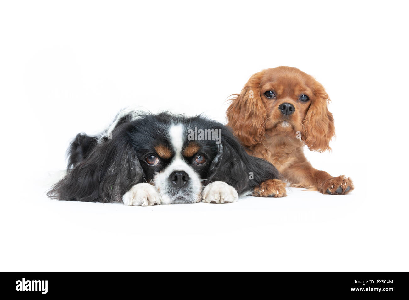 Zwei schöne Spaniels auf weißem Hintergrund Stockfoto