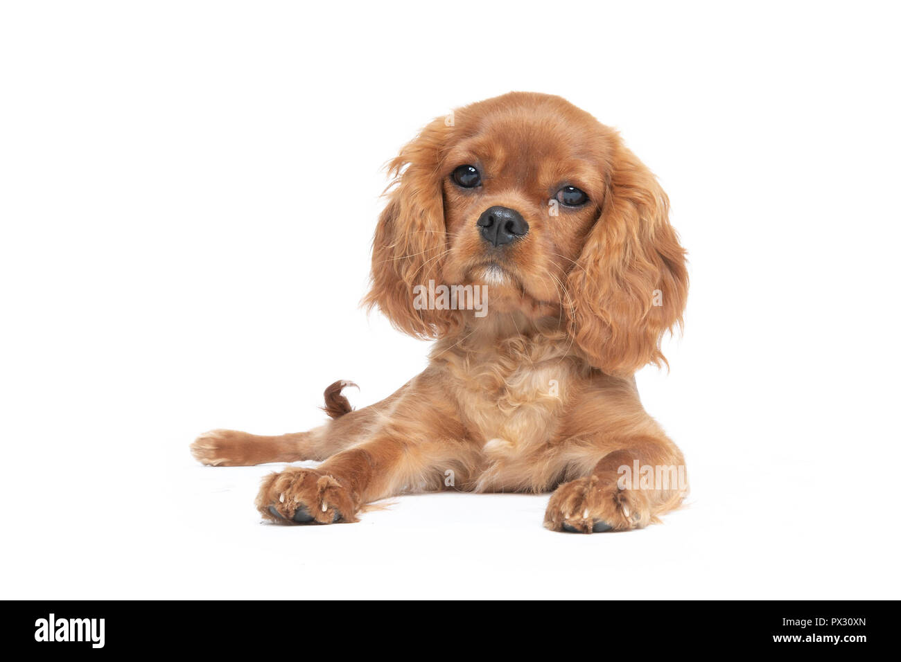 Süßer Hund, Cavalier Spaniel Welpen, auf weißem Hintergrund Stockfoto