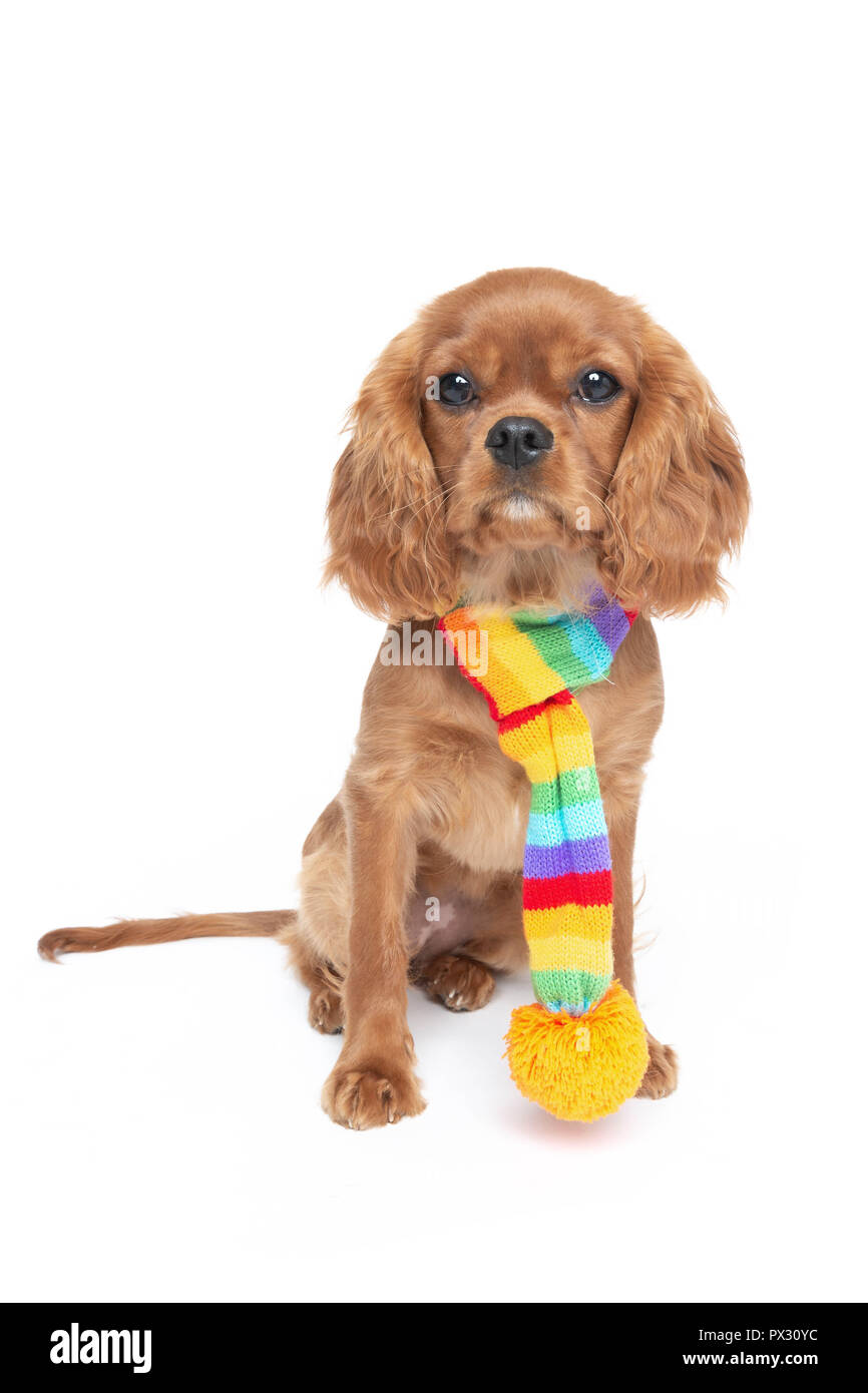 Süßer Hund in bunten Schal auf weißem Hintergrund Stockfoto
