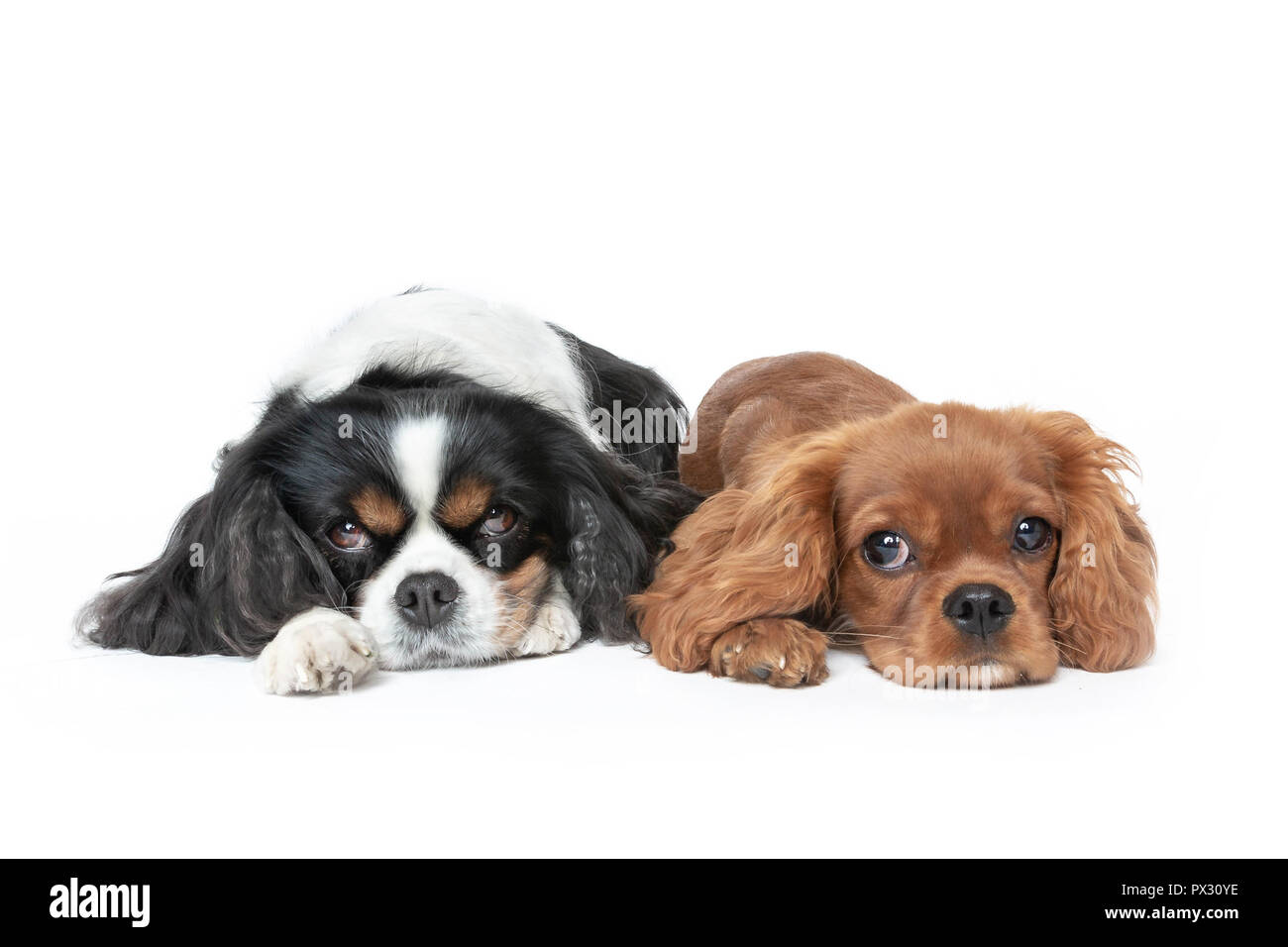 Zwei Hunde, die isoliert auf weißem Hintergrund Stockfoto