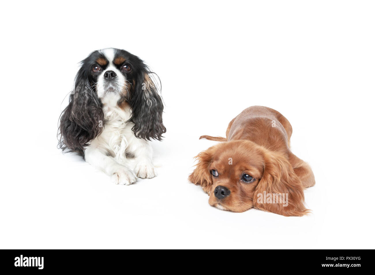 Zwei schöne Spaniels auf weißem Hintergrund Stockfoto