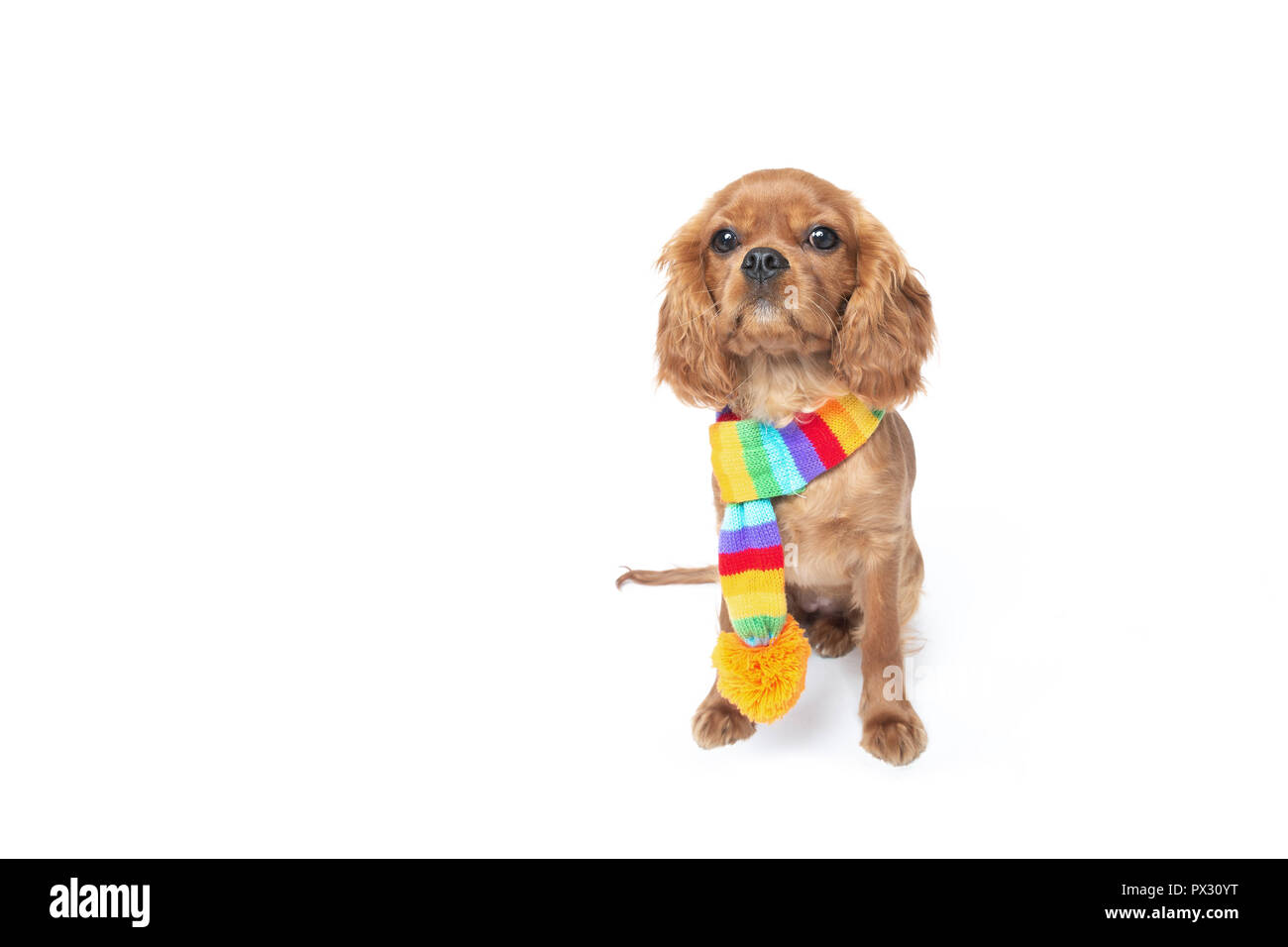 Süßer Hund in bunten Schal auf weißem Hintergrund Stockfoto