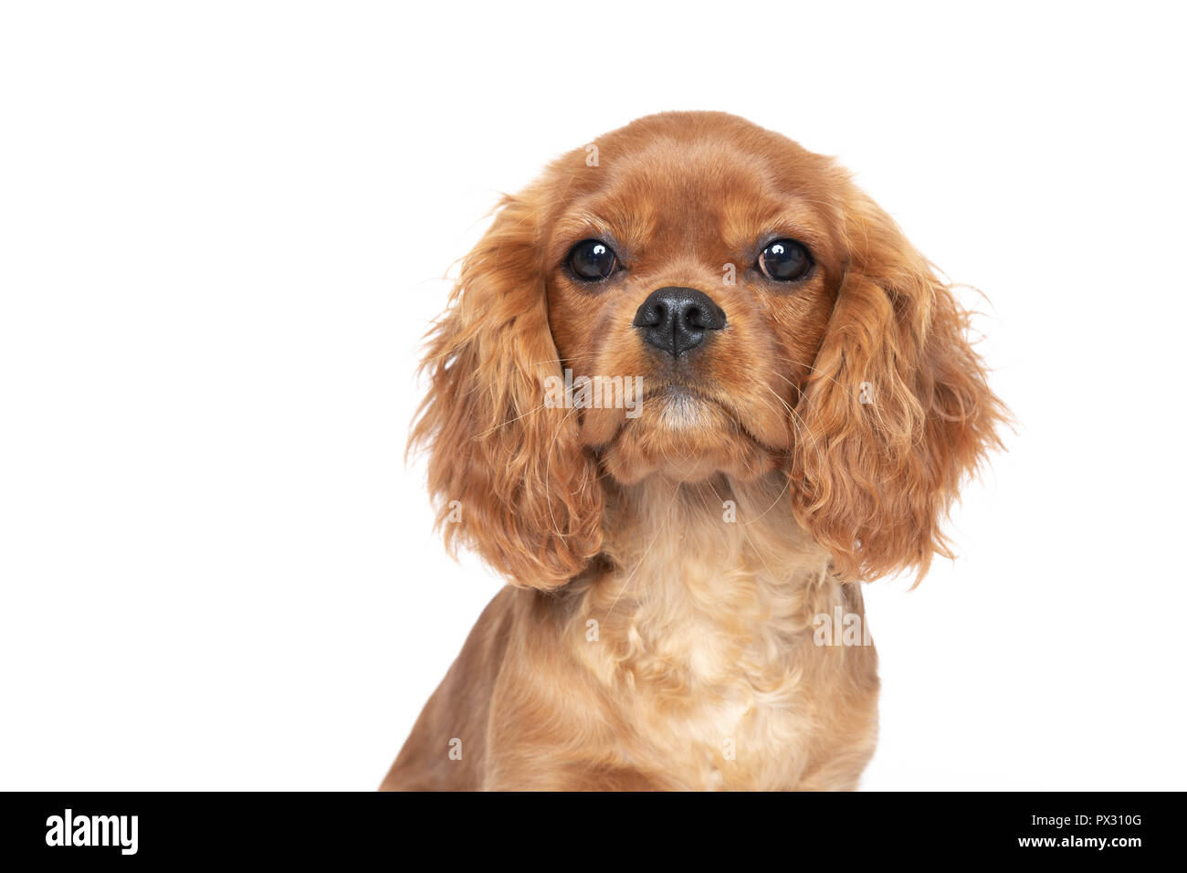 Süßer Hund, Cavalier Spaniel, auf weißem Hintergrund Stockfoto