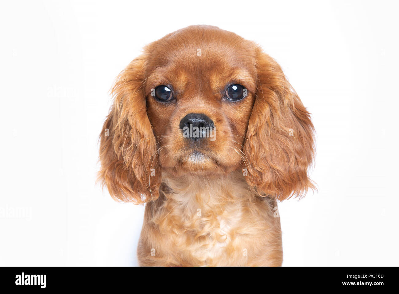 Welpen cavalier Spaniel auf weißem Hintergrund Stockfoto