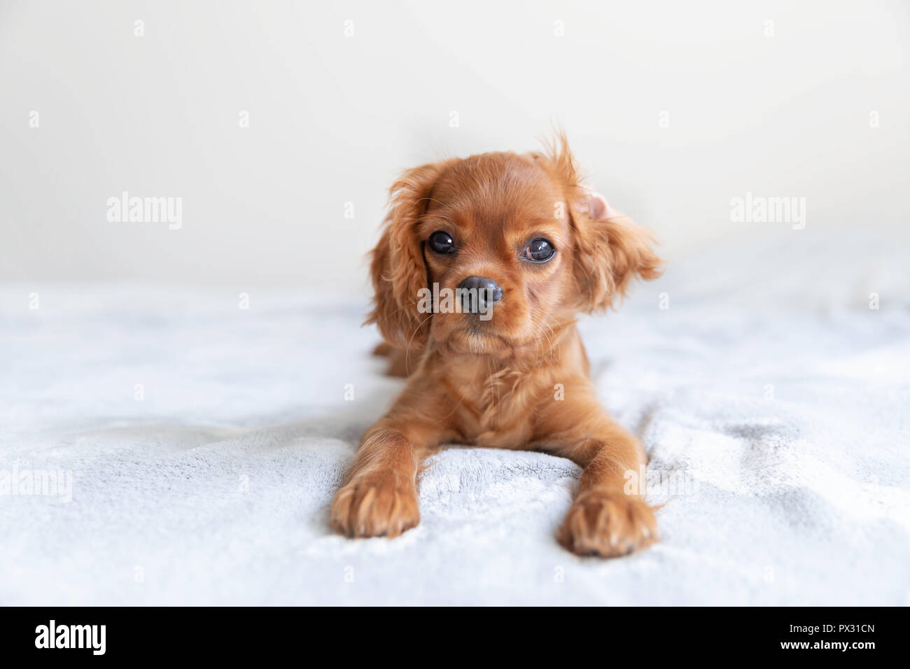 Cute Puppy funyny entspannen auf der weichen Decke Stockfoto