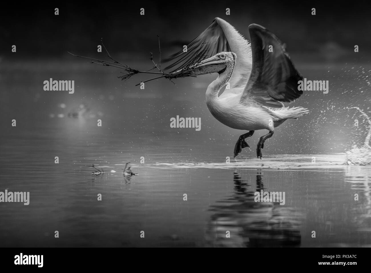 Dieses Bild von Pelikan Vogel ist in Mysore in Indien übernommen. Stockfoto