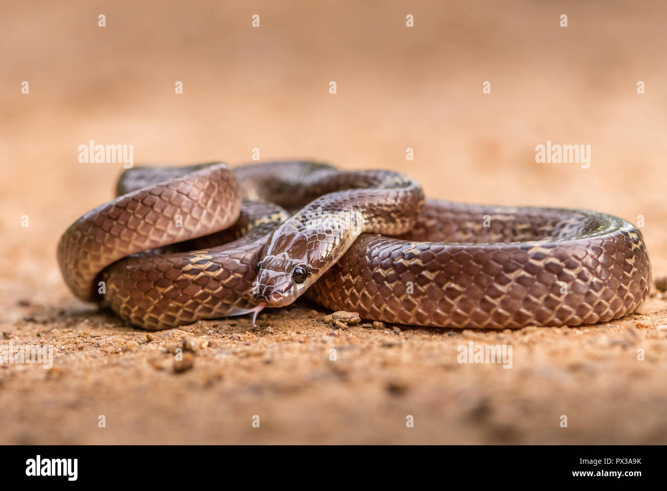 Dieses Bild von Wolf Snake ist in Gujarat in Indien. Stockfoto