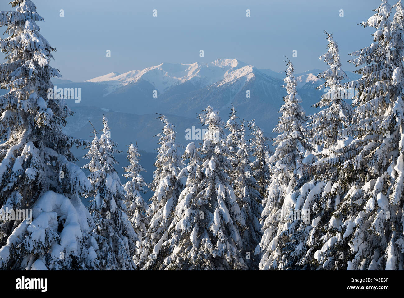 Blick auf Berg im Schnee. Winterlandschaft mit Fichtenwald. Sonnige frostigen Tag Stockfoto