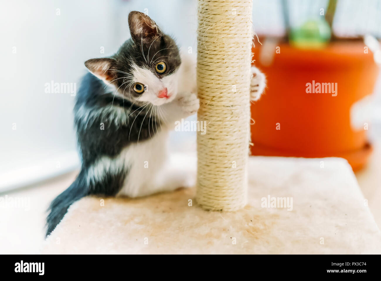 Cute Baby Katze Kratzen und Schärfen Krallen zu Hause Stockfoto