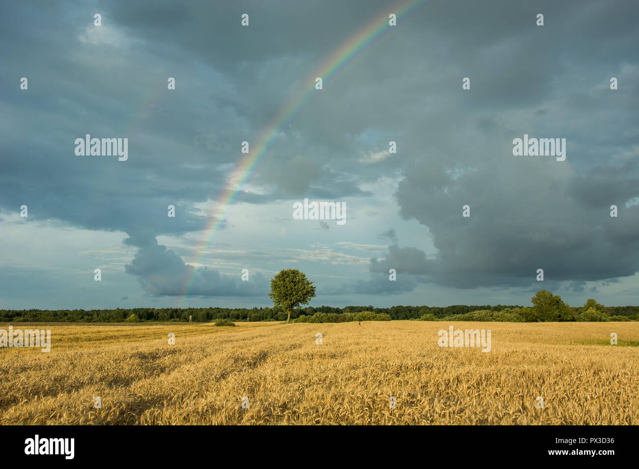 Feld mit Getreide, Wald am Horizont und Regenbogen auf dem Hintergrund der Dunklen regnerischen Wolken im Himmel Stockfoto