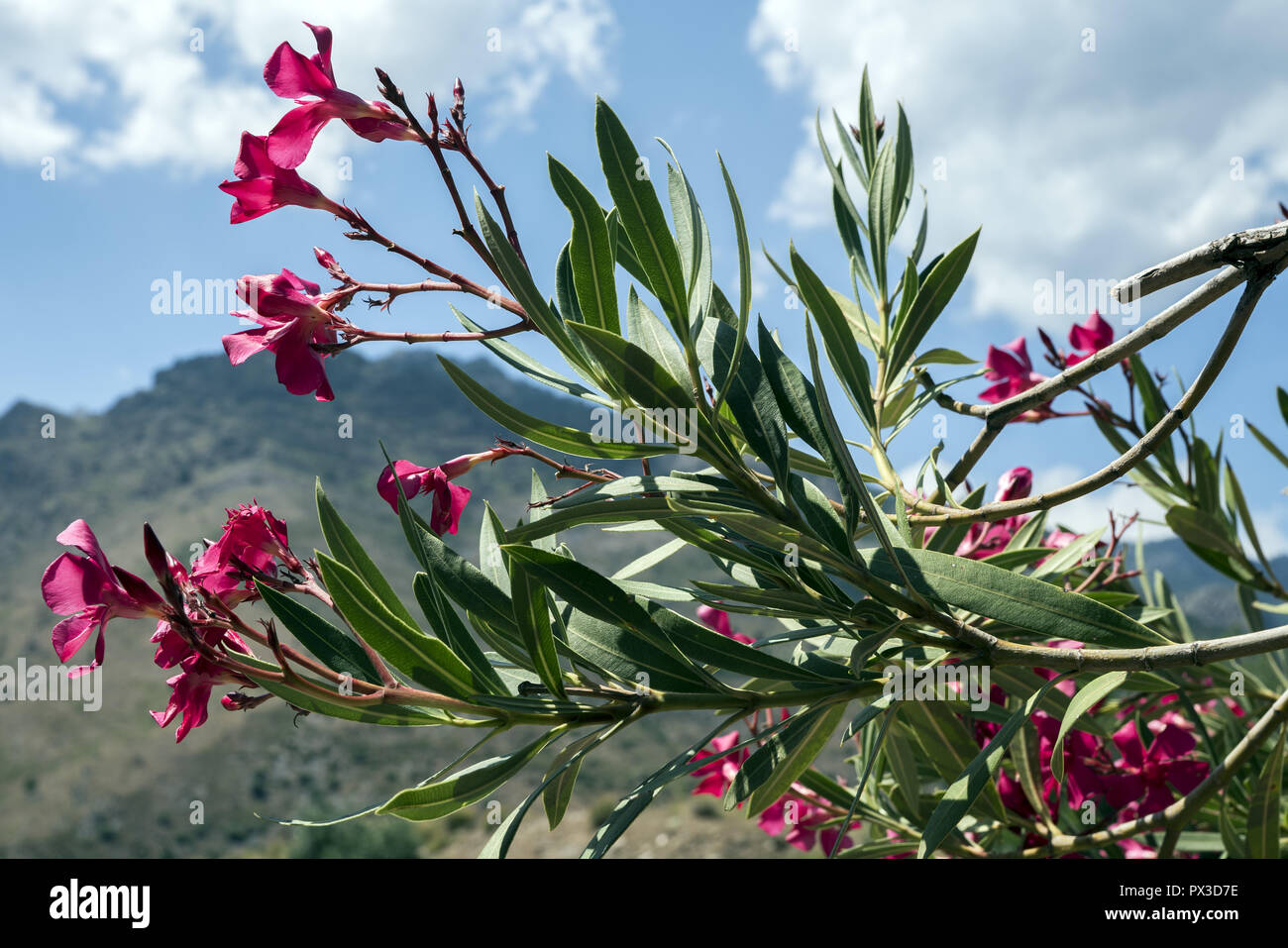 Nerium oleander. Rote oleander gegen den blauen Himmel. Czerwony oleander na tle błękitnego nieba. Stockfoto