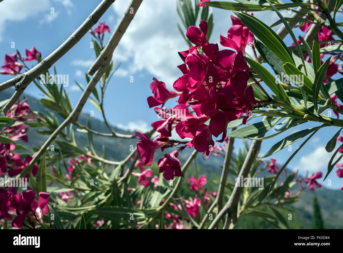 Nerium oleander. Rote oleander gegen den blauen Himmel. Czerwony oleander na tle błękitnego nieba. Stockfoto